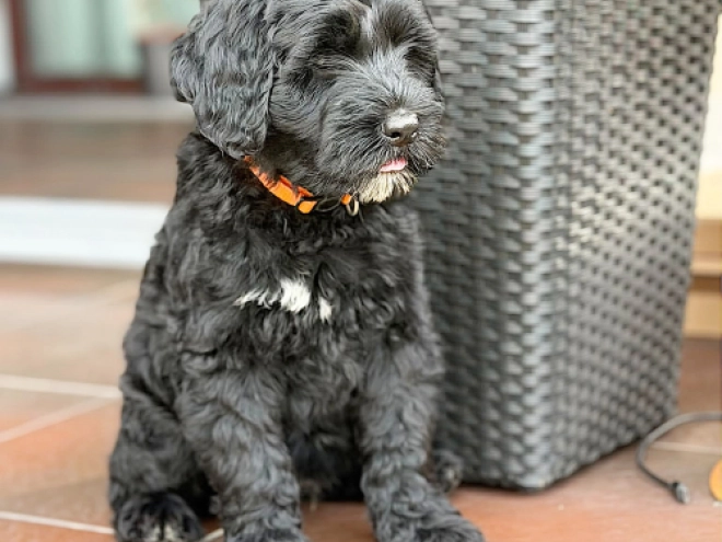 Portuguese Water Dog puppy for sale