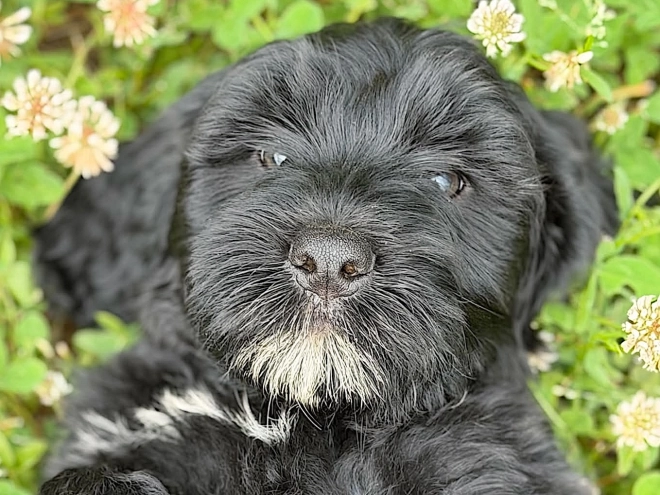 Portuguese Water Dog puppy for sale