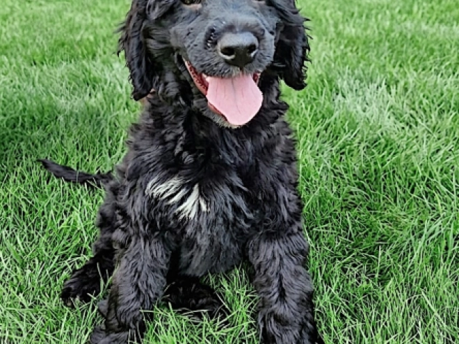 Portuguese Water Dog puppy for sale