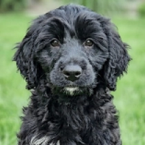 Bailey, black Portuguese Water Dog for sale