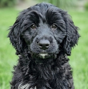 Portugiesischer Wasserhund Welpe kaufen