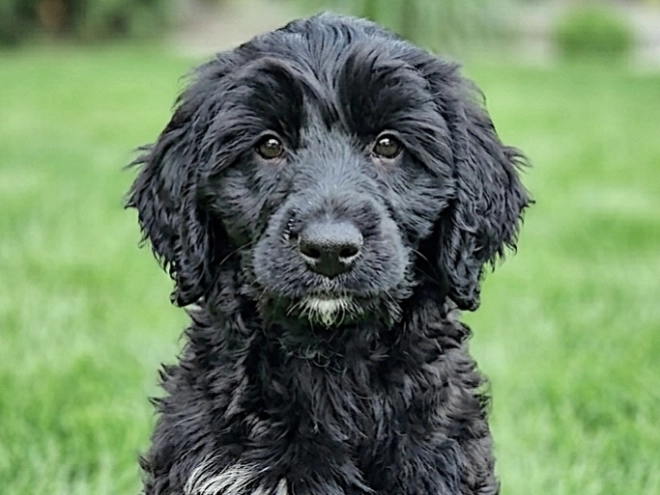 Portuguese Water Dog puppy for sale
