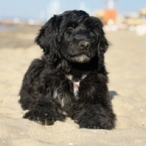 Bailey, black Portuguese Water Dog for sale