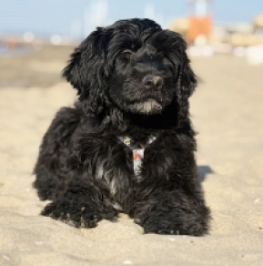 Portugiesischer Wasserhund Welpe kaufen