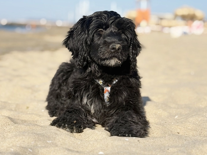 Perros Perro de Agua Portugués en venta