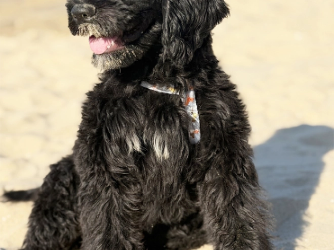 Perros Perro de Agua Portugués en venta