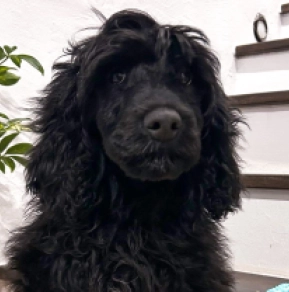 Portugiesischer Wasserhund Welpe zu verkaufen