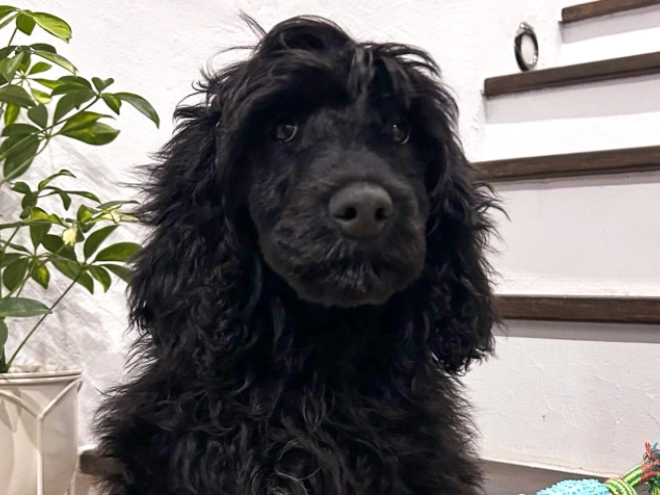 Perros Perro de Agua Portugués en venta