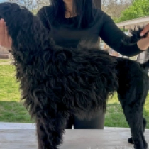 Africa, black with markings Portuguese Water Dog for sale