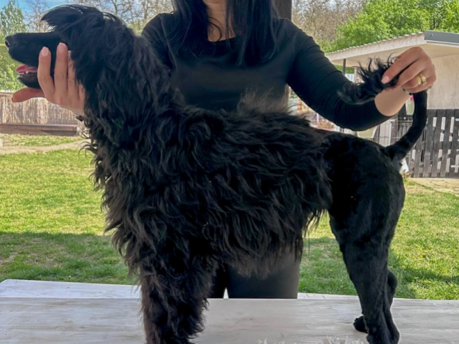 Portugiesischer Wasserhund Welpe kaufen