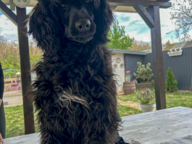 Portugiesischer Wasserhund Welpe kaufen