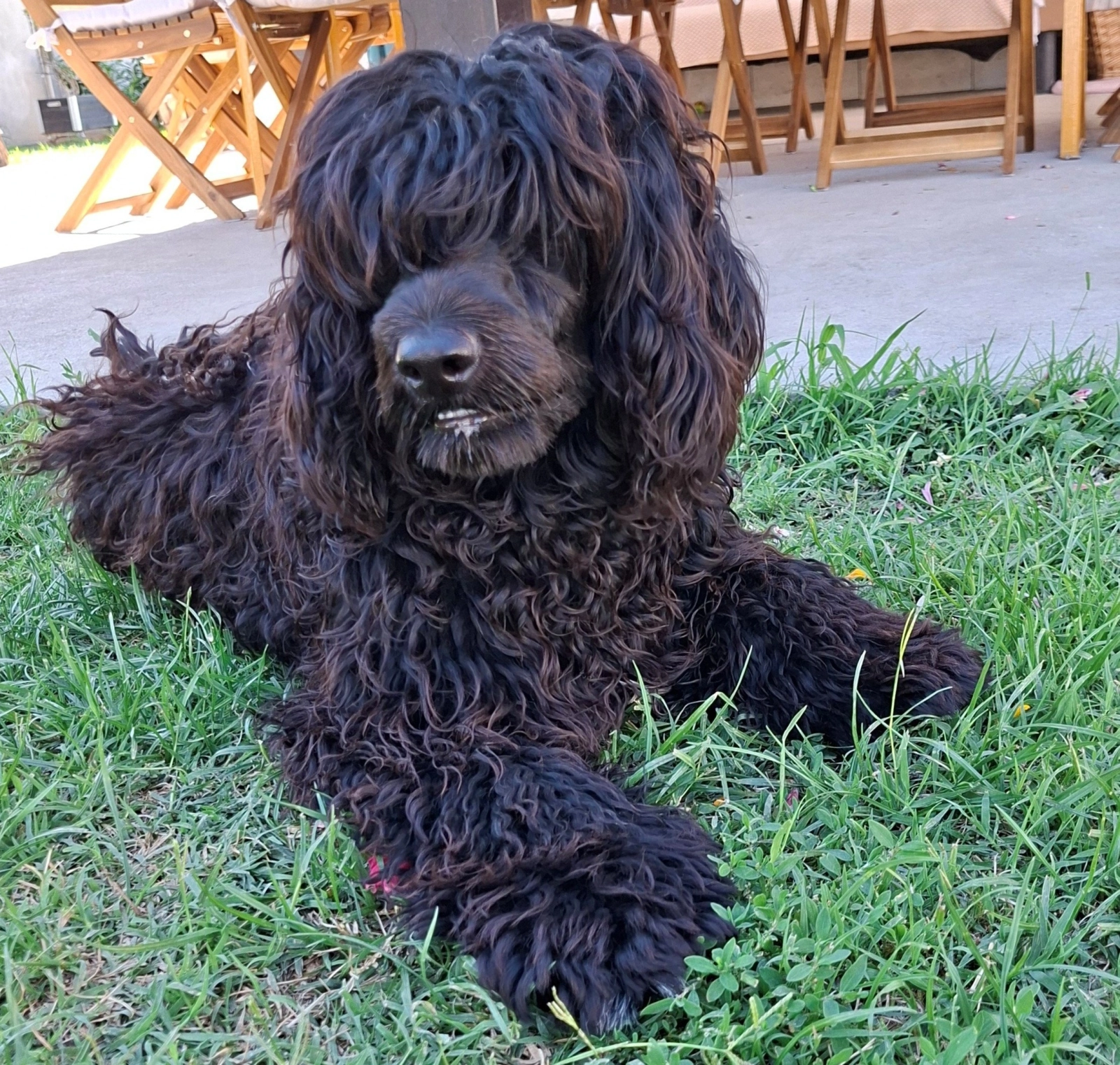 Africa Portuguese Water Dog Puppy for sale EuroPuppy