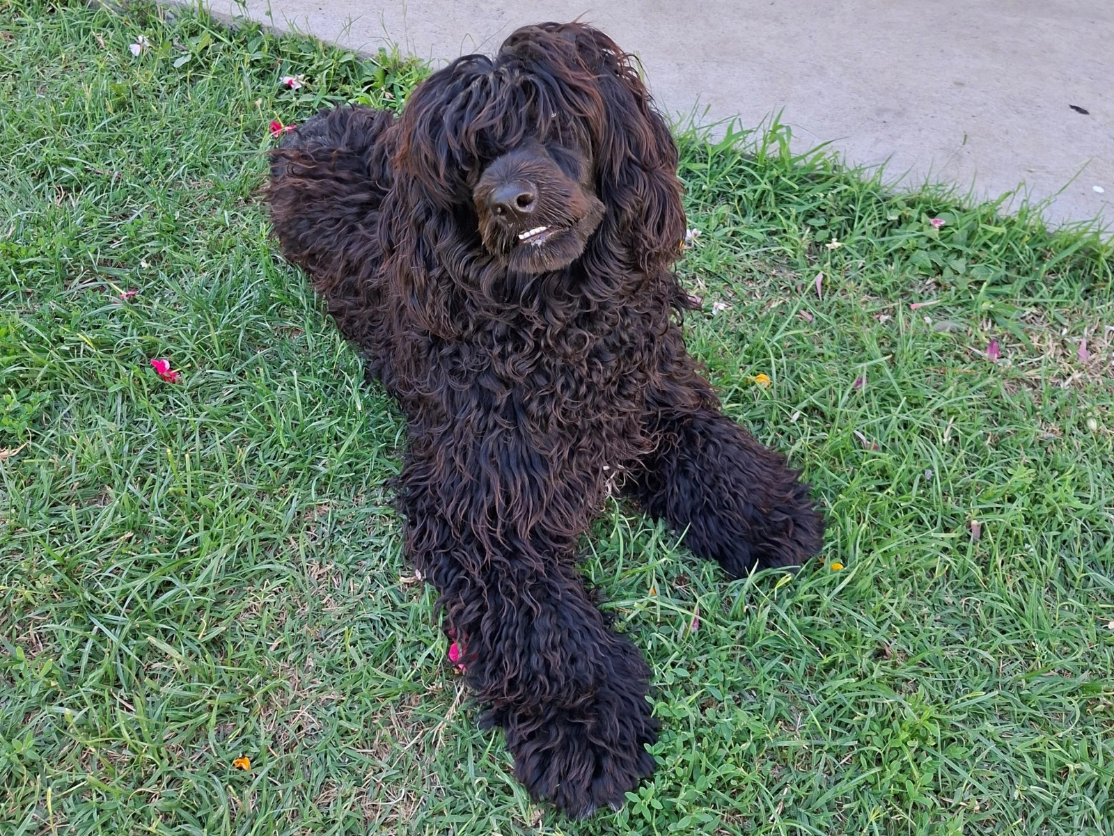 Africa Portuguese Water Dog Puppy for sale EuroPuppy