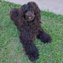 Africa, black with markings Portuguese Water Dog for sale