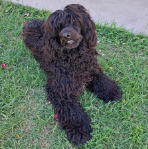 Portuguese Water Dog puppy for sale