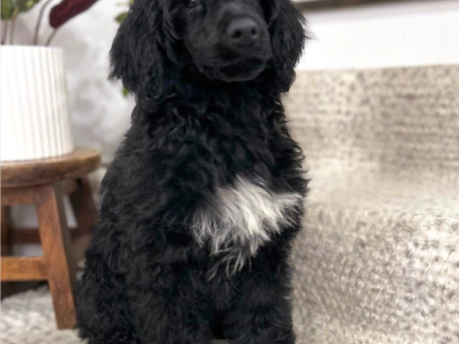 Portuguese Water Dog puppy for sale