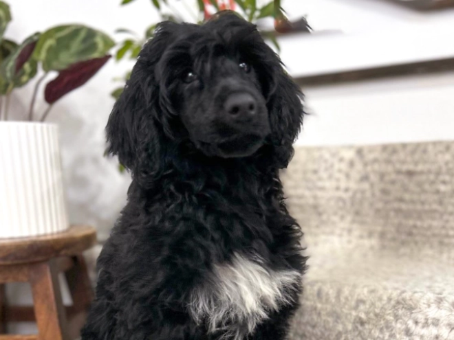 Portuguese Water Dog puppy for sale