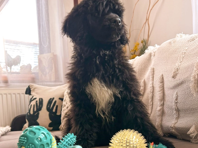 Portuguese Water Dog puppy for sale