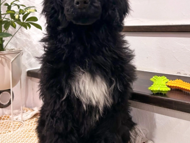 Portuguese Water Dog puppy for sale
