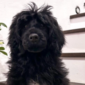 Portugiesischer Wasserhund Welpe zu verkaufen