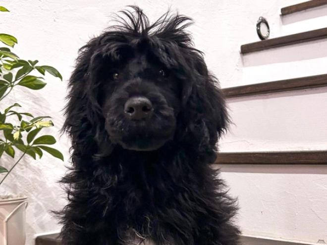 Portuguese Water Dog puppy for sale
