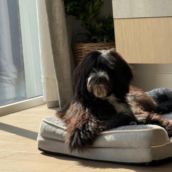 Oreo - Portugiesischer Wasserhund, EuroPuppy review from Vereinigte Arabische Emirate