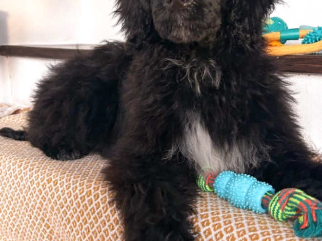 Portugiesischer Wasserhund Welpe zu verkaufen
