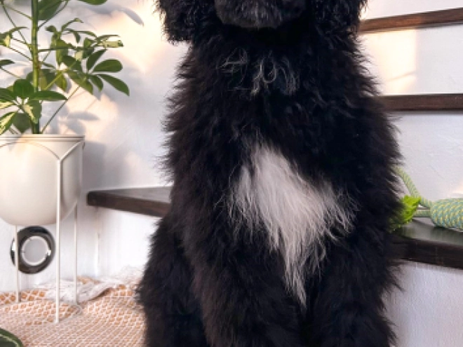 Portugiesischer Wasserhund Welpe zu verkaufen