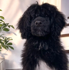 Portugiesischer Wasserhund Welpe zu verkaufen