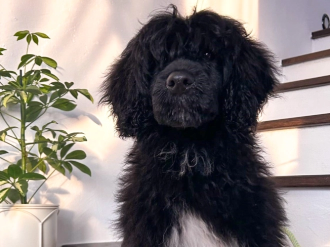 Portugiesischer Wasserhund Welpe zu verkaufen