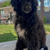 Attos, black with markings Portuguese Water Dog for sale