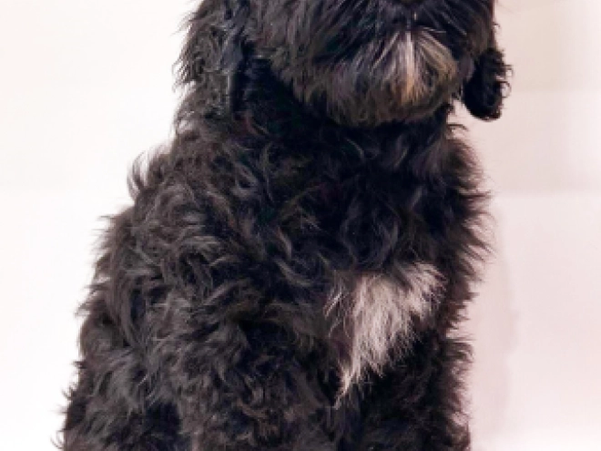 Portugiesischer Wasserhund Welpe zu verkaufen