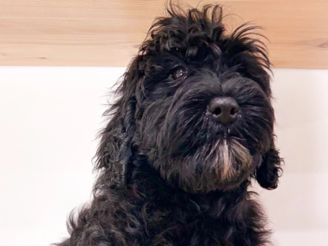 Portugiesischer Wasserhund Welpe zu verkaufen