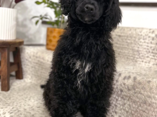 Portugiesischer Wasserhund Welpe zu verkaufen