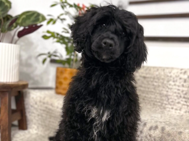 Portugiesischer Wasserhund Welpe zu verkaufen