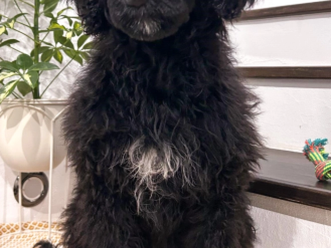 Portugiesischer Wasserhund Welpe zu verkaufen