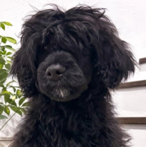 Portugiesischer Wasserhund Welpe zu verkaufen