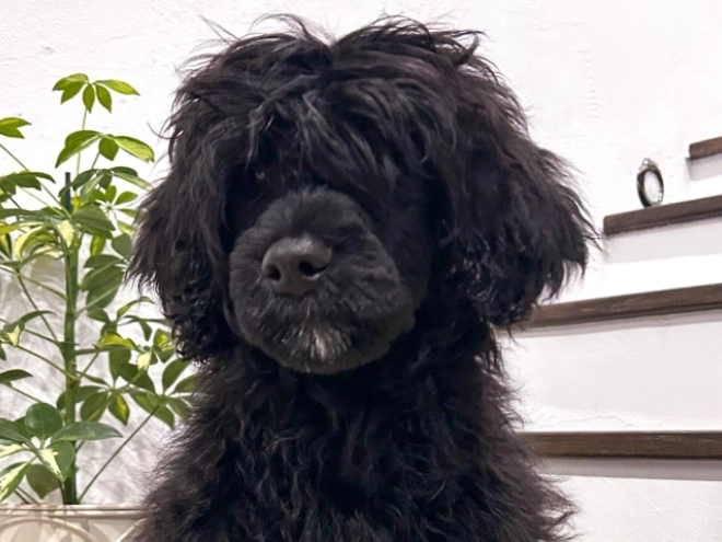 Portugiesischer Wasserhund Welpe zu verkaufen
