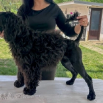 Atlas, black with markings Portuguese Water Dog for sale