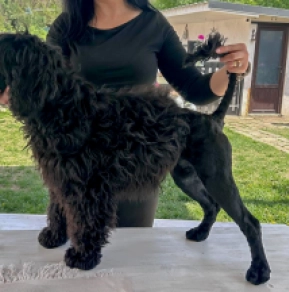Perros Perro de Agua Portugués en venta