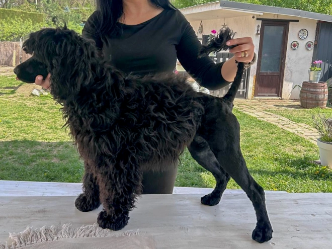 Portuguese Water Dog puppy for sale