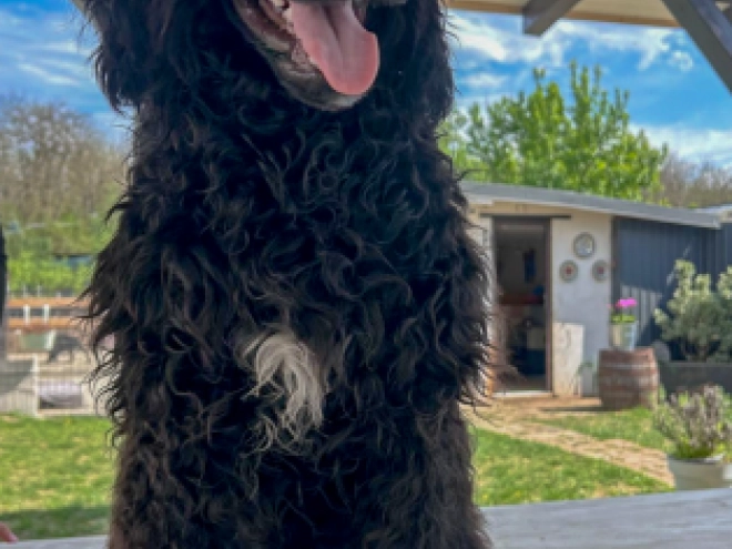 Portuguese Water Dog puppy for sale