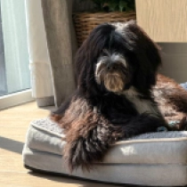 Oreo, black with markings Portugiesischer Wasserhund Welpen kaufen