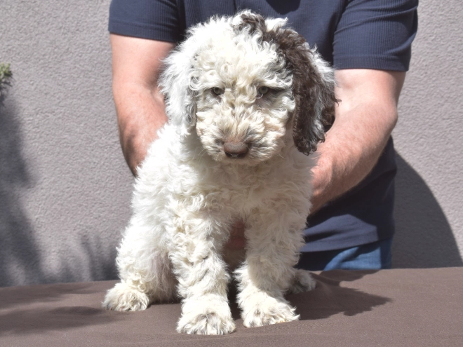 Perros Perro de Agua Portugués en venta