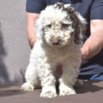 Badolf – Spanish Water Dog, white-brown Portuguese Water Dog for sale