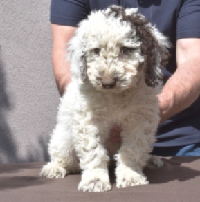 Portugiesischer Wasserhund Welpe kaufen