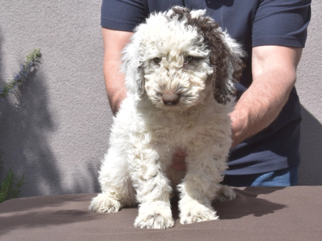 Perros Perro de Agua Portugués en venta