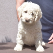 Blanco – Spanish Water Dog, white Portuguese Water Dog for sale