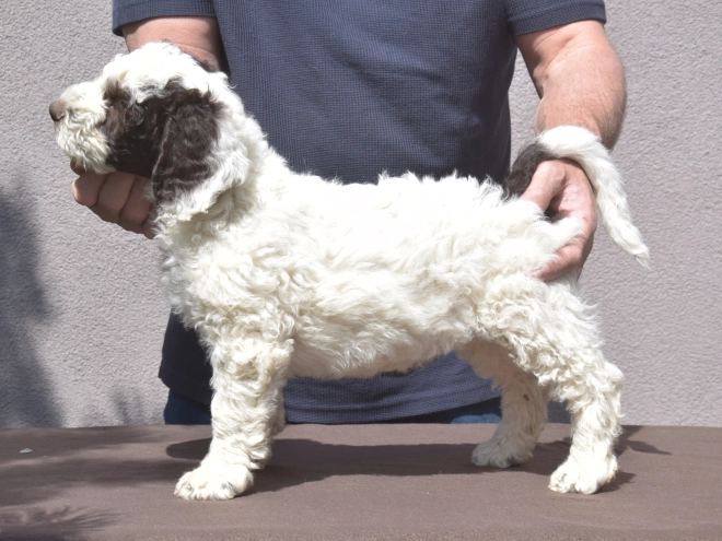 Perros Perro de Agua Portugués en venta