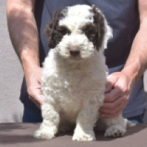 Booster – Spanish Water Dog, white-brown Portuguese Water Dog for sale